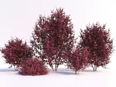 Purple Red Leaf Shrubs in Various Sizes and Shapes Isolated on White 3d model