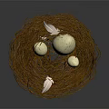 Natural Brown Twig Nest Holding White Eggs Against Dark Background
