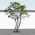 Arbor with Green Leaves and Slender Trunks Against White Wall and Paved Ground
