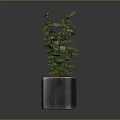 Silver Cylindrical Pot With Green Leafy Plant And Slender Stems On Dark Background
