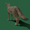 Realistic 3D Model Gray Wolf Standing on Green Background with Shadow