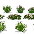 Colorful Garden Flowers and Plants with Pink White Blooms and Green Leaves Varieties