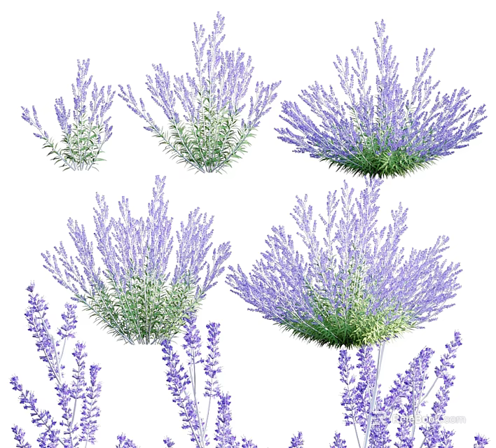 Various Vibrant Purple Lavender Flowers Blooming In Lush Garden 3d model 