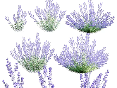 Various Vibrant Purple Lavender Flowers Blooming In Lush Garden 3d model