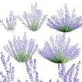 Various Vibrant Purple Lavender Flowers Blooming In Lush Garden