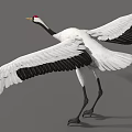 White Crane With Red Crown Spreading Wings And Black Wing Tips Standing Gracefully 3d model