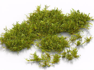 moss grass ground lawn turf plant duckweed plant pile shrub model