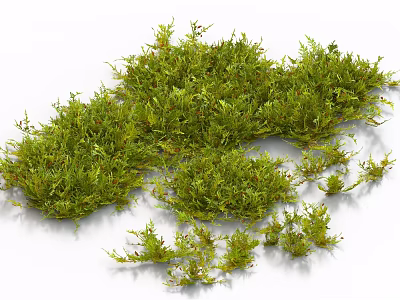 Natural Green Moss and Small Herb Plants in Clusters for Fresh Decorative Display on White 3d model
