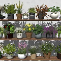 Colorful Potted Bonsai Plants On Layered Wooden Shelves With Ceramic Pots And Mixed Flowers
