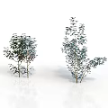 Two Green Plant Organs With Hairy Leaves On White Background Reflection