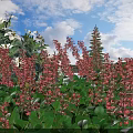 Vibrant Flowers And Lush Green Plants In Garden Under Blue Sky White Clouds