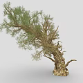Natural Plant Tree with Curved Trunk Rough Bark and Lush Green Foliage
