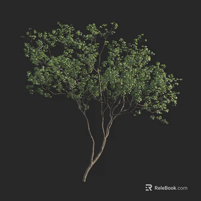 Lush Green Arbor With Foliage And Branches On Black Background 3d model