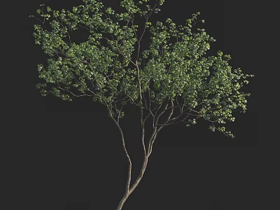 Lush Green Arbor With Foliage And Branches On Black Background 3d model
