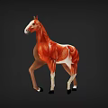 Detailed Brown Horse With White Markings In Standing Pose On Dark Background