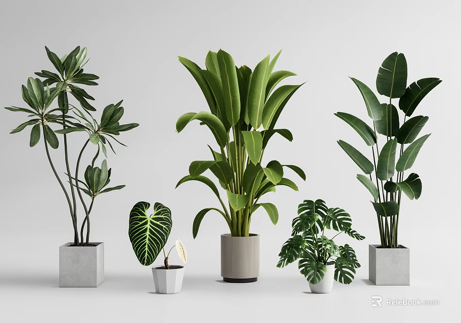 Various Leafy Potted Plants In Gray And White Different Shaped Pots 3d model 