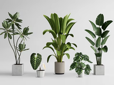 Various Leafy Potted Plants In Gray And White Different Shaped Pots 3d model