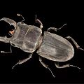 modern beetle insect 3d model