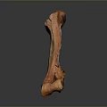 Realistic Anatomical Bone Structure With Natural Brown Texture And Surface Details