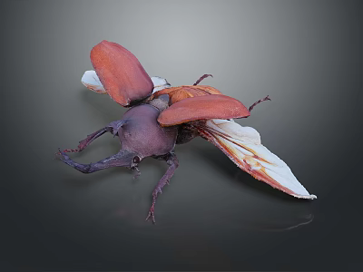 Close Up Of Beetle With Red Wings And Horned Head On Dark Surface 3d model
