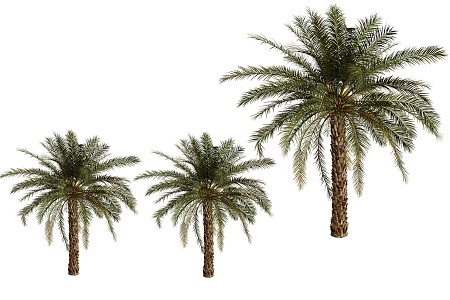 Palm Trees Tropical Trees Southern Trees Landscape Trees Beach Trees 3d model