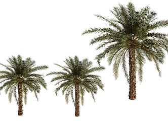 Palm Trees Tropical Trees Southern Trees Landscape Trees Beach Trees 3d model