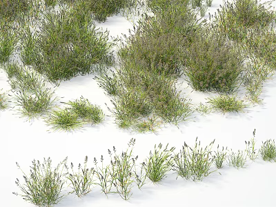 Multiple Clumps of Green Grass With Tiny Flower Spikes Against White Background 3d model