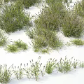 Multiple Clumps of Green Grass With Tiny Flower Spikes Against White Background