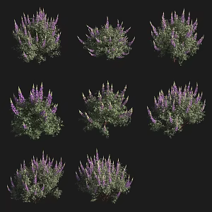 silver lupine shrub flowers grass pasture plant 3d model