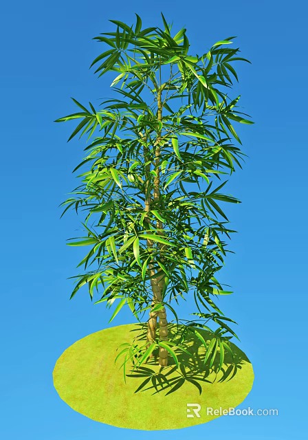 Bamboo Plant With Green Leaves And Tall Stem Against Blue Sky 3d model 