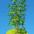 Modern bamboo green silk golden bamboo 3d model