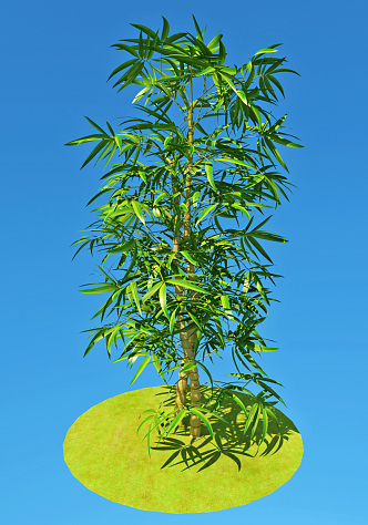 Modern bamboo green silk golden bamboo 3d model