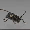 Dark Colored Beetle With Long Antennae And Detailed Body Patterns Standing On Dark Background 3d model
