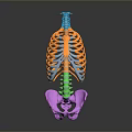 Colorful 3D Human Skeleton Anatomical Model Showcasing Spine Ribs And Pelvis Structure