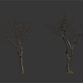 Leafless Trees With Trunks And Branches On White Background With Reflections