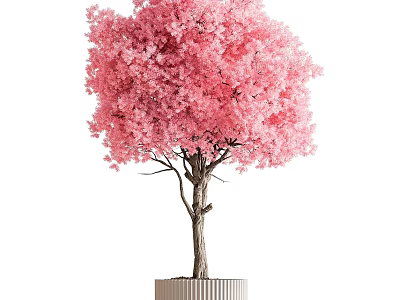 Pink Cherry Blossom Bonsai Plant With Lush Canopy And Slender Trunk In Decorative Pot 3d model