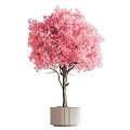 Pink Cherry Blossom Bonsai Plant With Lush Canopy And Slender Trunk In Decorative Pot