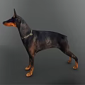 Doberman Pinscher Dog in Standing Pose with Black and Tan Coat and Leather Collar