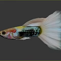 Colorful Guppy Fish With Vibrant Body Colors And Long Flowing Tail On Shiny Surface