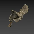 Anatomical Structure Of Light Colored Animal Pelvis Skeleton On Dark Background