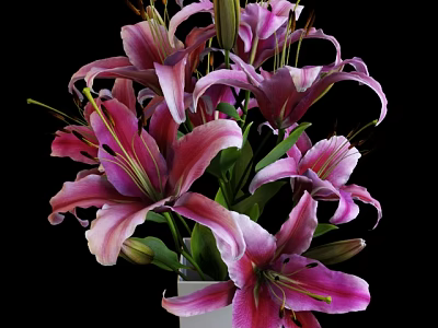 Pink and Purple Lilies in White Vase Against Black Background with Fresh Blooms 3d model