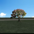Beautiful Pink Flowering Tree In Green Grass Field With Blue Sky And White Clouds