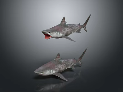 Realistic 3D Shark Models With Open Mouth And Closed Mouth On Gray Background 3d model