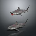 Realistic 3D Shark Models With Open Mouth And Closed Mouth On Gray Background