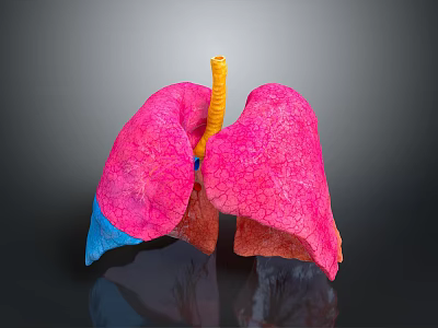 Realistic 3D Human Lungs Anatomical Model with Pink Tissue and Yellow Trachea Structure 3d model