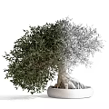 Olive Tree Bonsai Potted Plant With Lush Green Leaves And Exposed Roots In White Pot