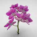 Vibrant Purple Orchid Flowers With Pink Petals And Green Stem On White Background