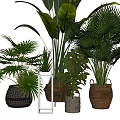 Tropical Potted Plants with Large Leaves and Various Woven Ceramic Planters