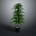 Green Leafy Plant with Lush Long Leaves in Black Pot against Gray Background