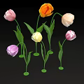 Blooming Multicolored Tulips with Green Stems and Leaves on Black Background